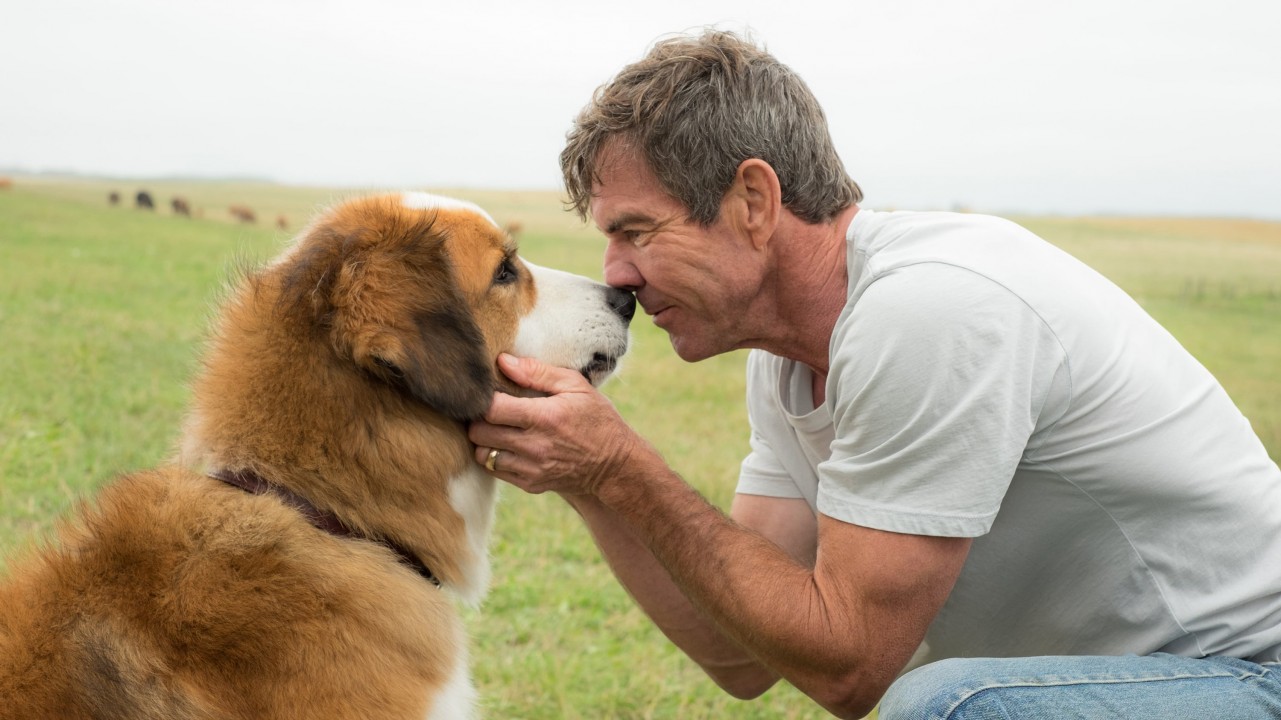 Watch A Dog's Purpose 2017 full Movie HD on ShowboxMovies Free