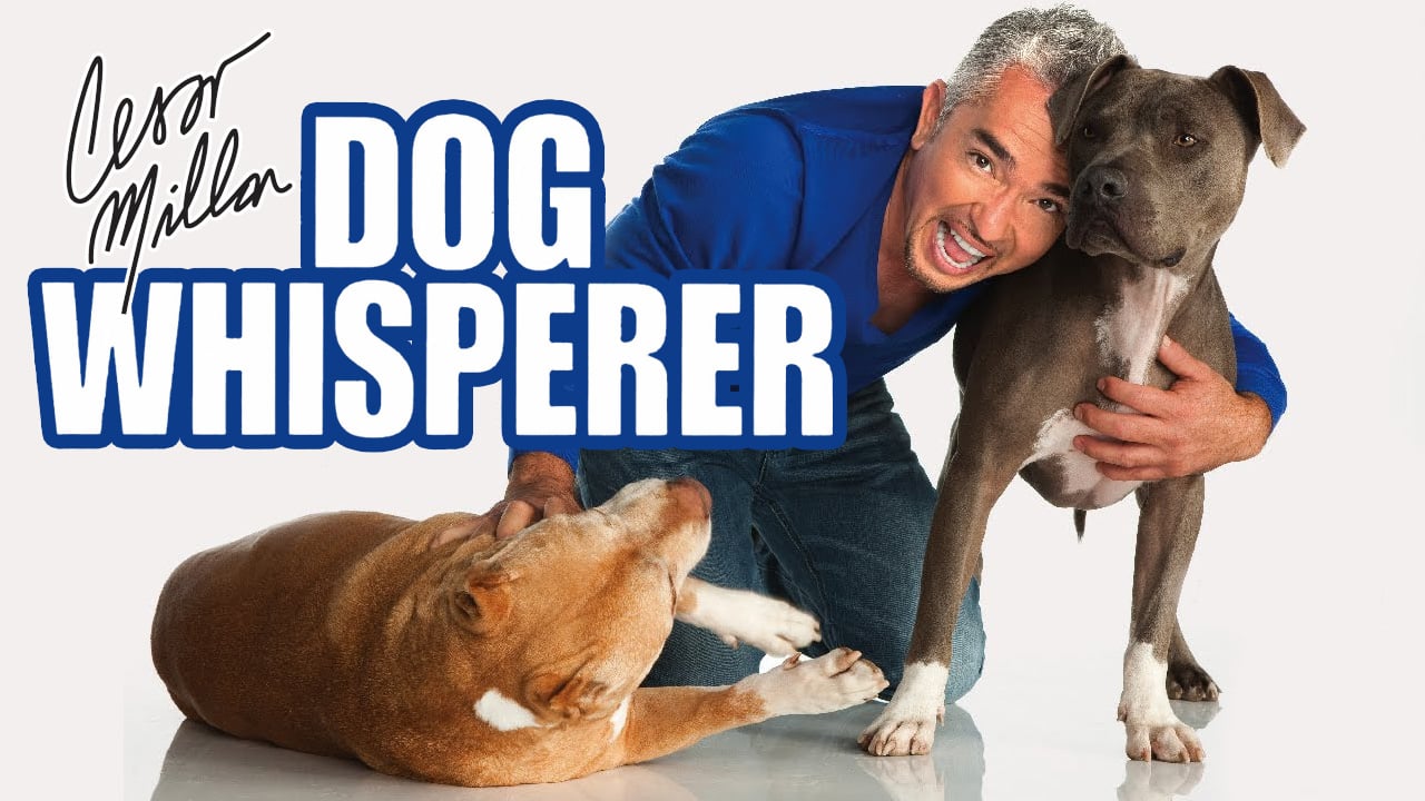 watch-dog-whisperer-full-serie-hd-on-showboxmovies-free